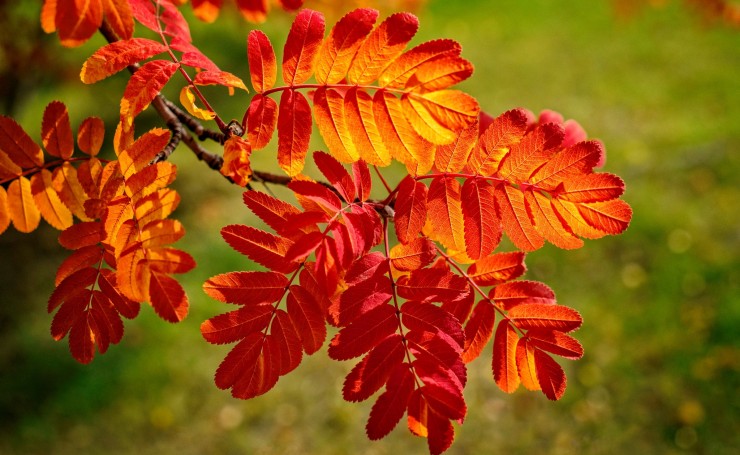 Красно-желтые листья на ветке