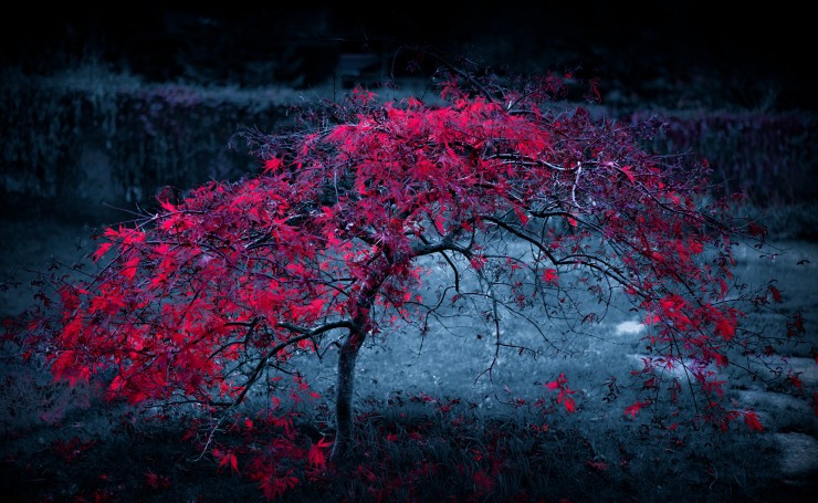 Красные листья дерева на сером фоне