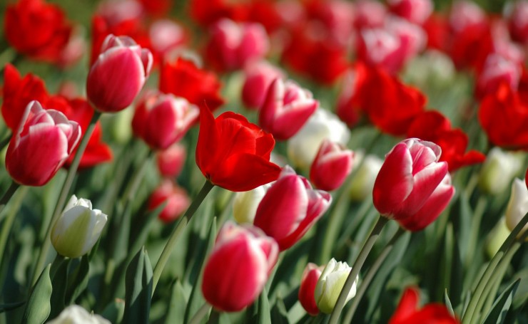 Красные тюльпаны в поле