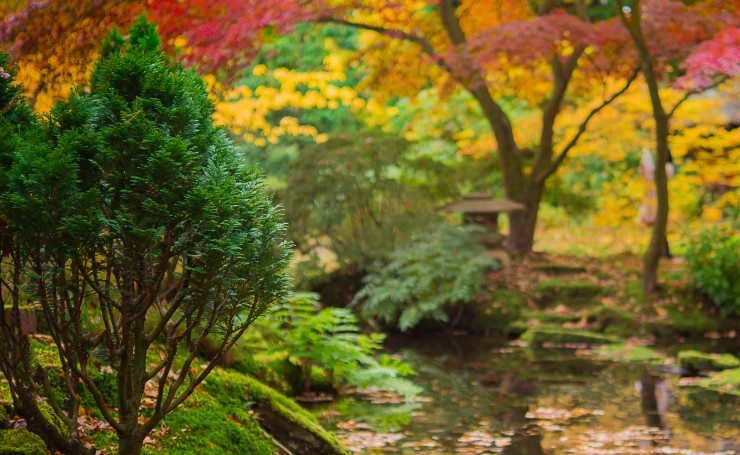 Красочный японский сад