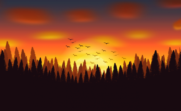 Лес, закат, птицы
