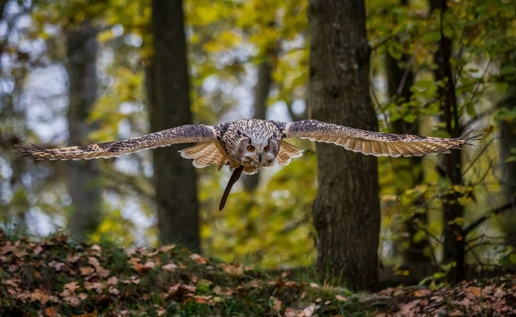 Летящая в лесу сова