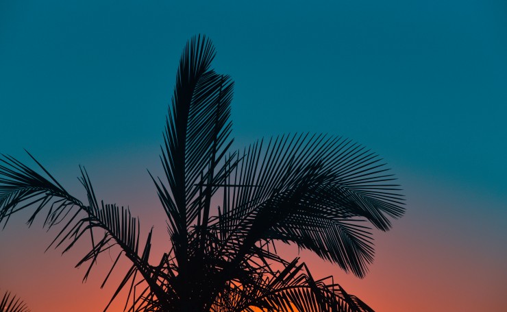Листья пальмы на фоне вечернего неба
