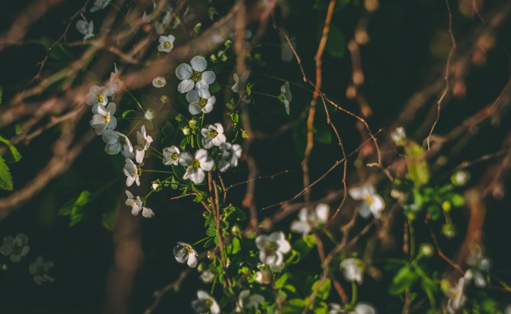 Маленькие белые весенние цветы