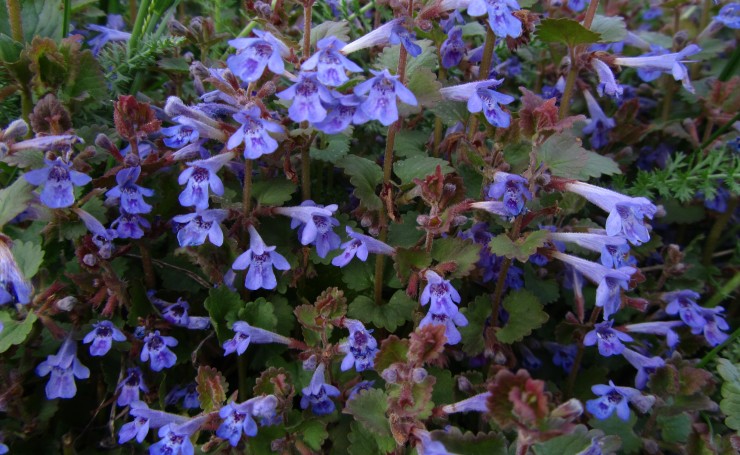 Мелкие синие цветочки