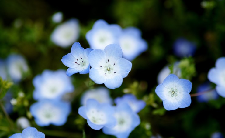 Нежные голубые цветы, немофилы