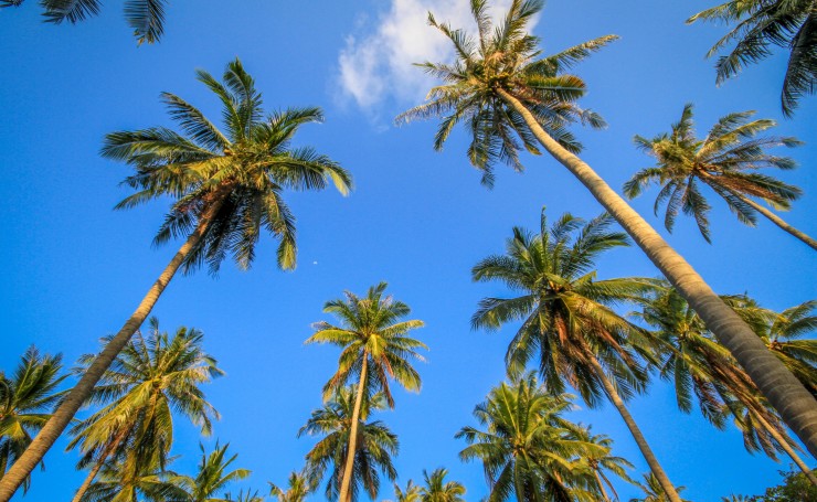 Пальмы на фоне синего неба