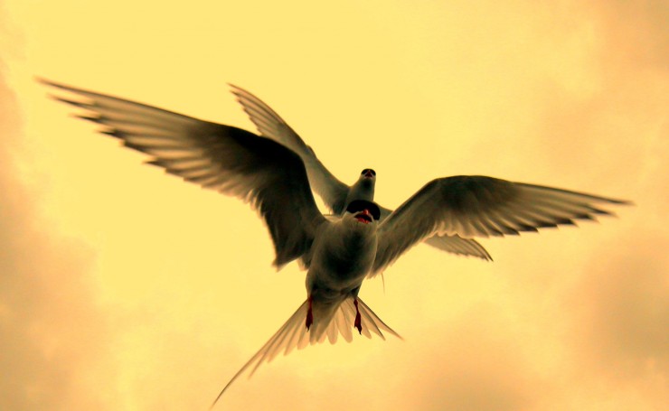 Фото летящих птиц, которые стали произведениями искусства