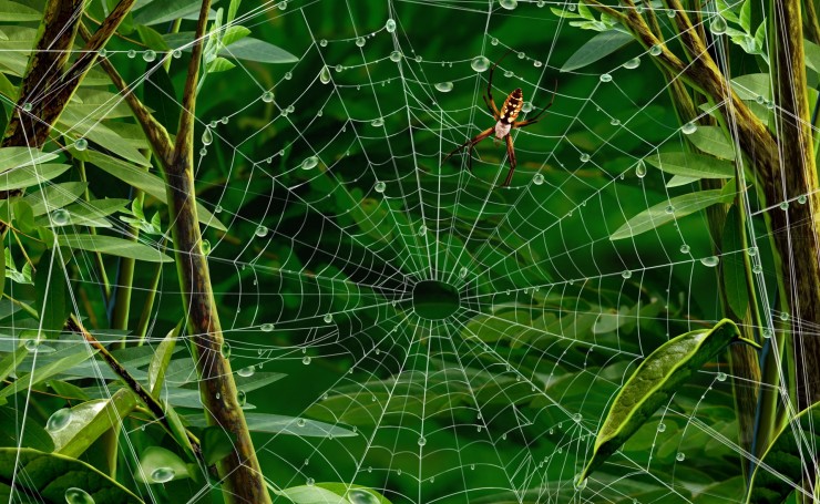 Нарисованная паутина с пауком