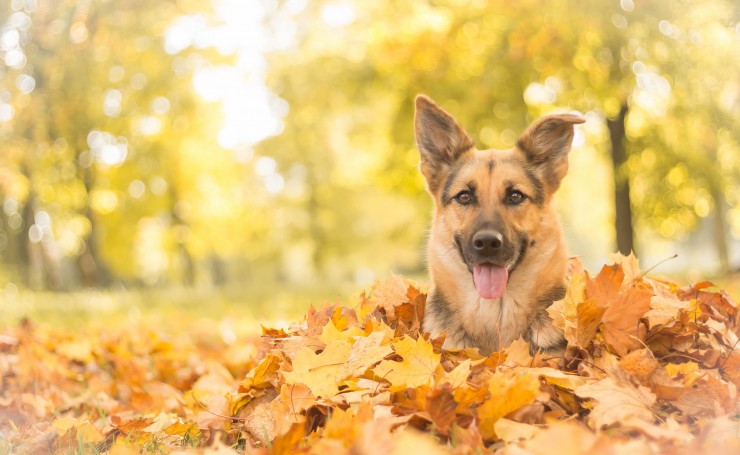 Пес в желтых листьях