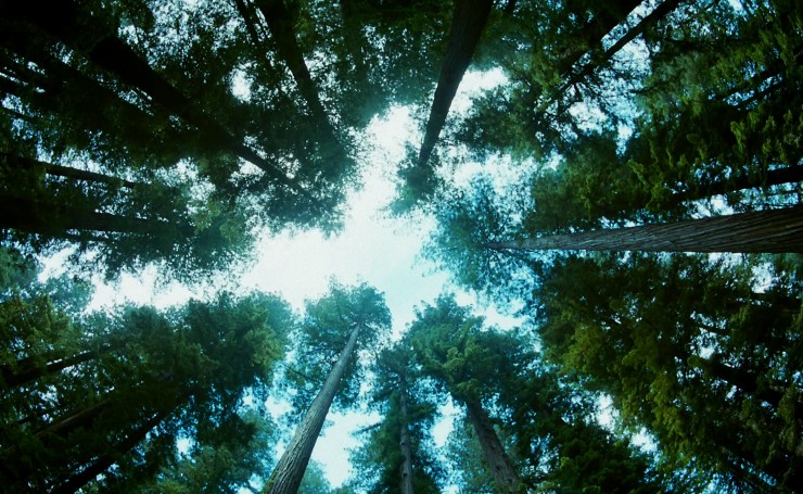 Просвет между высоких деревьев