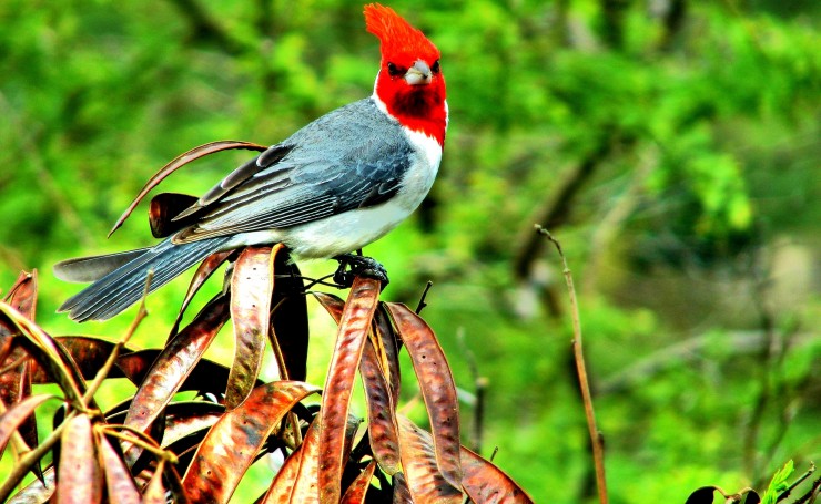 Птица с красной головой: обои, фото, картинки на рабочий стол в высоком  разрешении