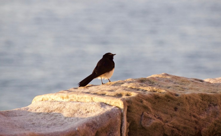 Птичка сидит на камне