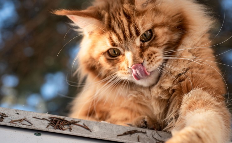 Пушистый рыжий кот с высунутым языком