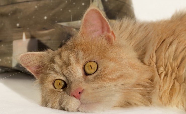 Пушистый рыжий кот с желтыми глазами