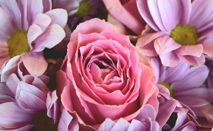 Розовая роза среди цветов