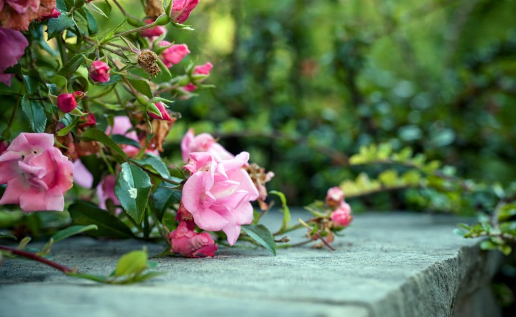 Розовые цветы на кусте