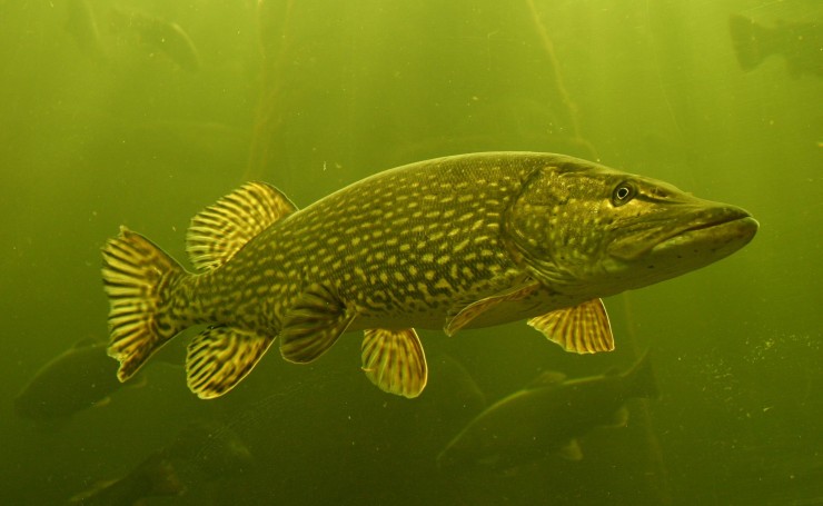 Рыба в зеленой воде
