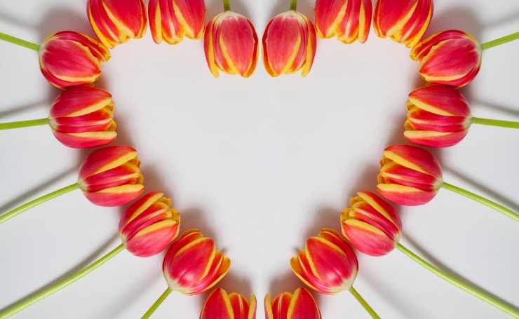Сердце из тюльпанов