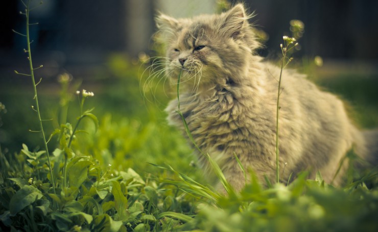 Серый котик в траве