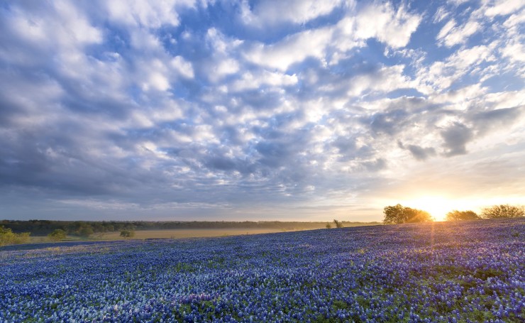 Синие цветы в поле, лето, закат