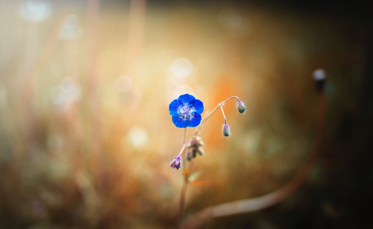 Синий цветок, макро фото