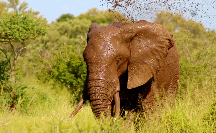 Слон в грязи