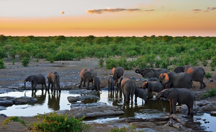 Слоны на водопое и солнечный закат