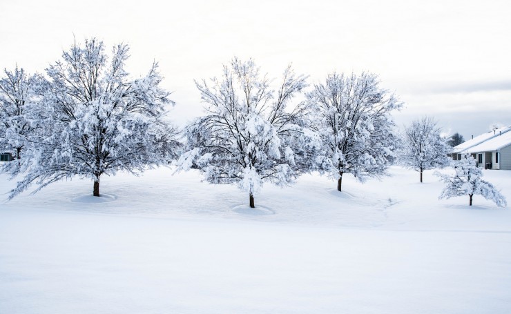 Снег на деревьях и на земле