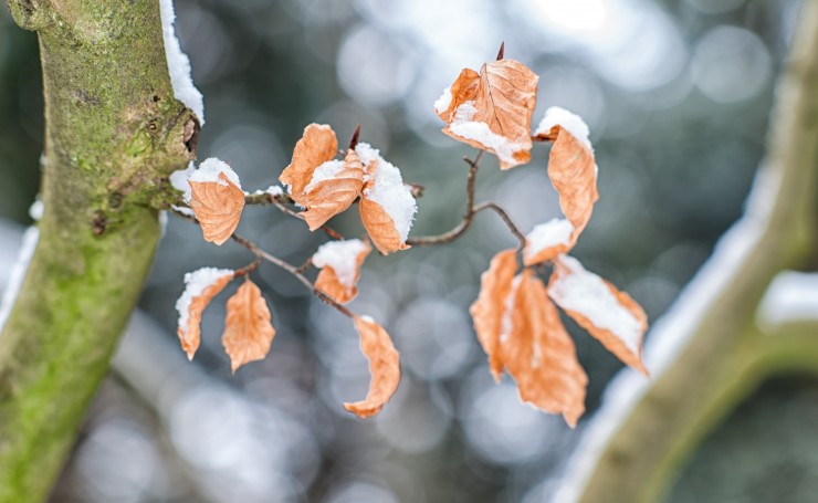 Снег на сухих листьях на ветке