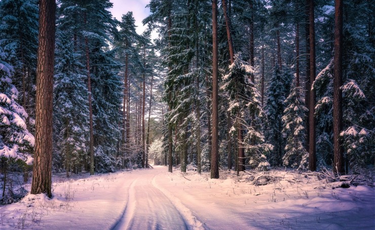 Снежная зимняя дорога