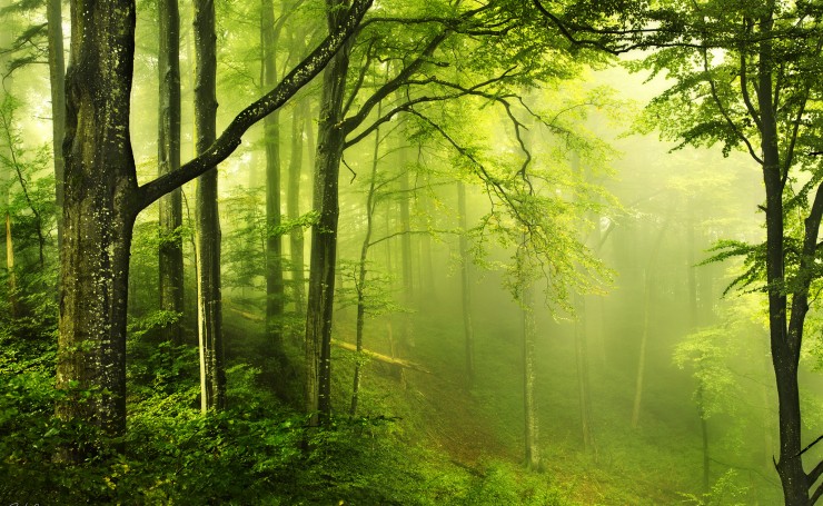 Туман в зеленом лесу