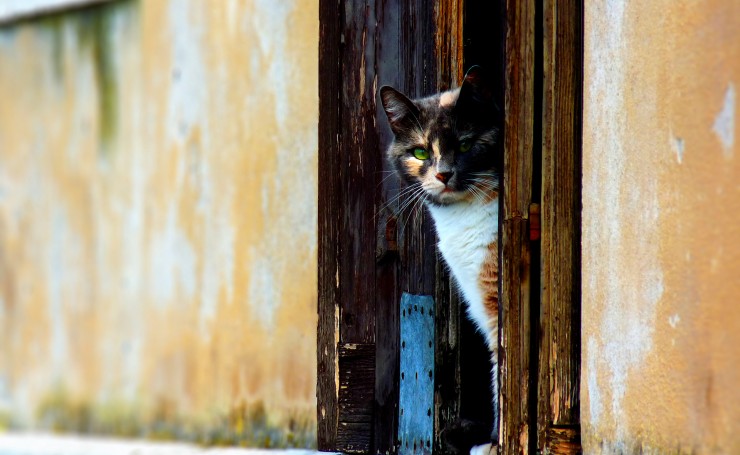 Венецианский кот в дверном проеме
