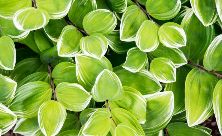 Зелено-белые листья