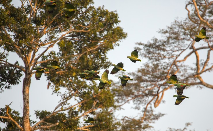 Зеленые попугаи в полете