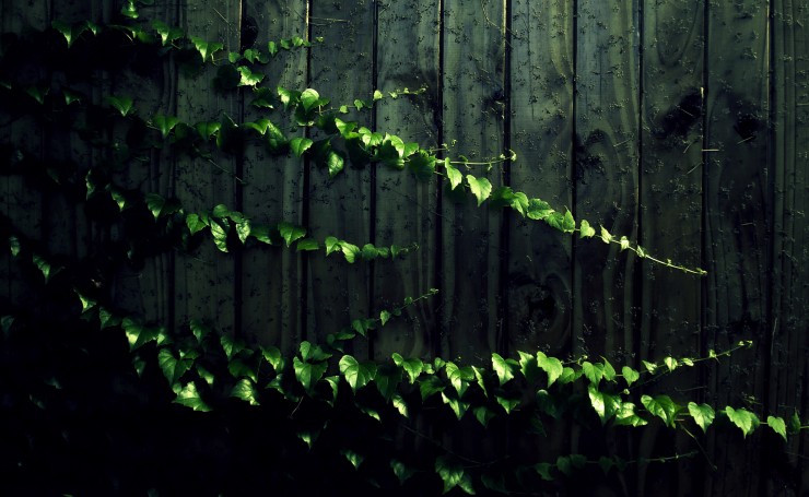Зеленые ветви на заборе
