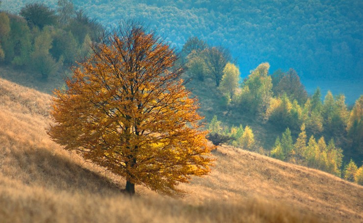 Желтое дерево на склоне холма