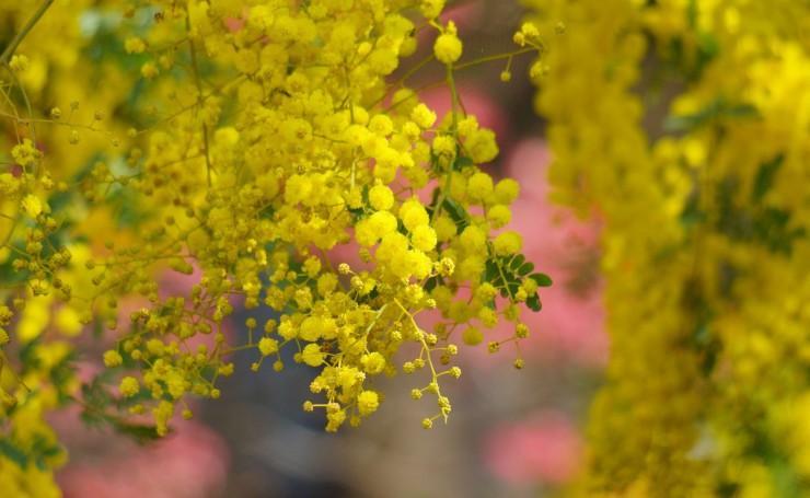 Желтые цветы мимозы