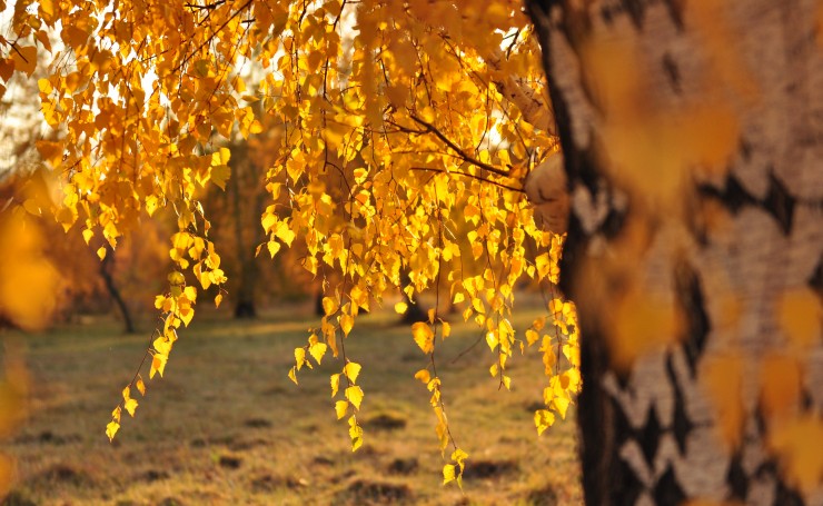 Желтые листья березы