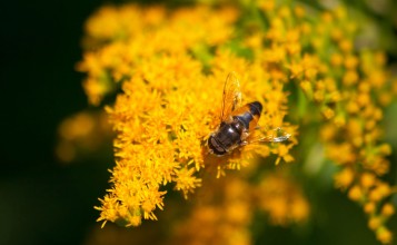 Пчела и желтая мимоза