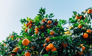 Апельсины на дереве
