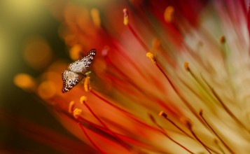 Бабочка на цветке, макро