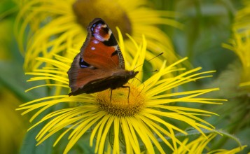 Бабочка павлиний глаз на желтом цветке