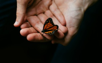 Бабочка в руках