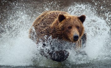 Бегущий по воде медведь