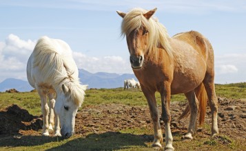 Белая и коричневая лошадь пасутся в поле