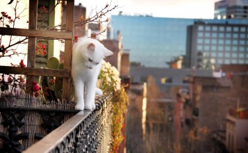Белая кошка на балконе