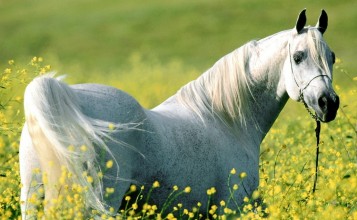 Белая лошадь на лугу в цветах