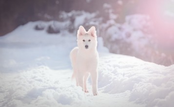 Белая швейцарская овчарка на снегу