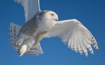 Белая сова на фоне синего неба